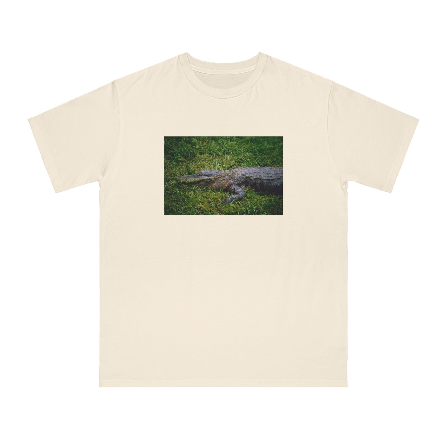 Alligator