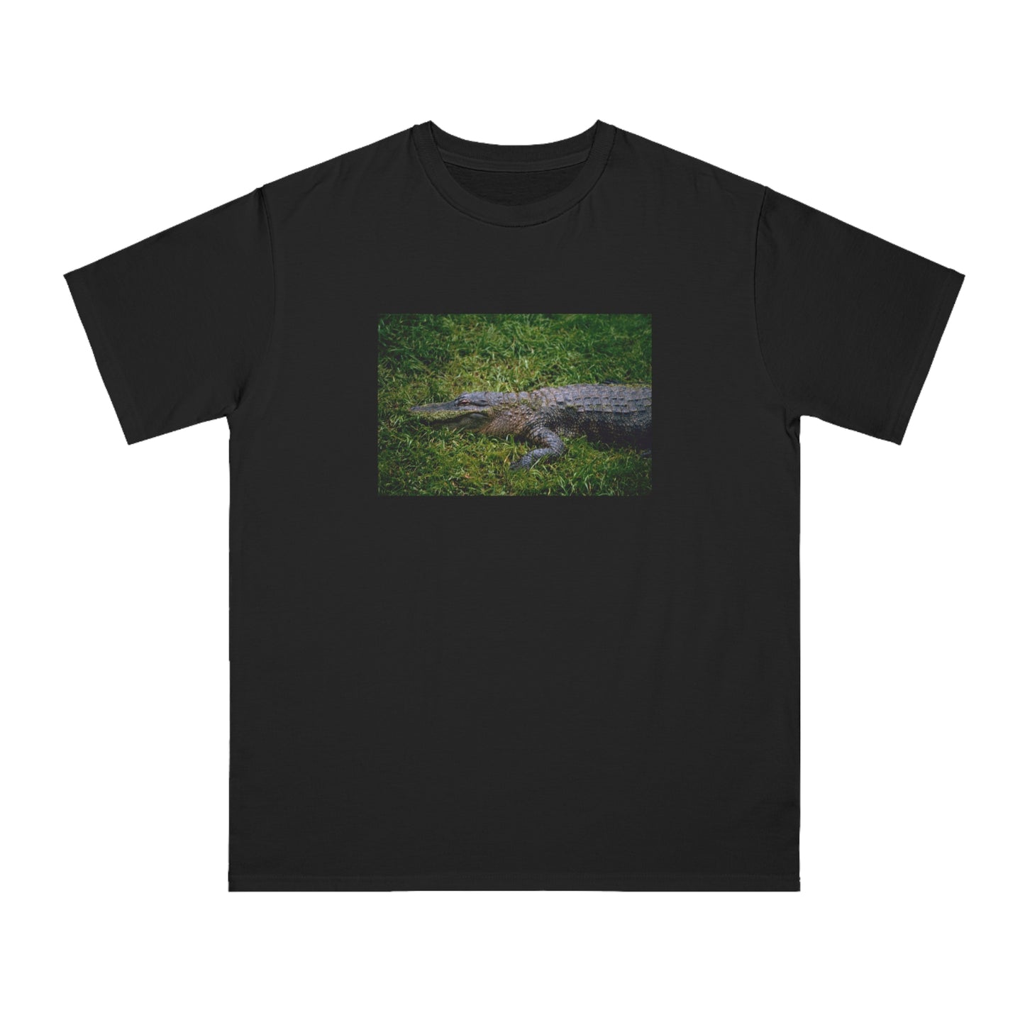 Alligator