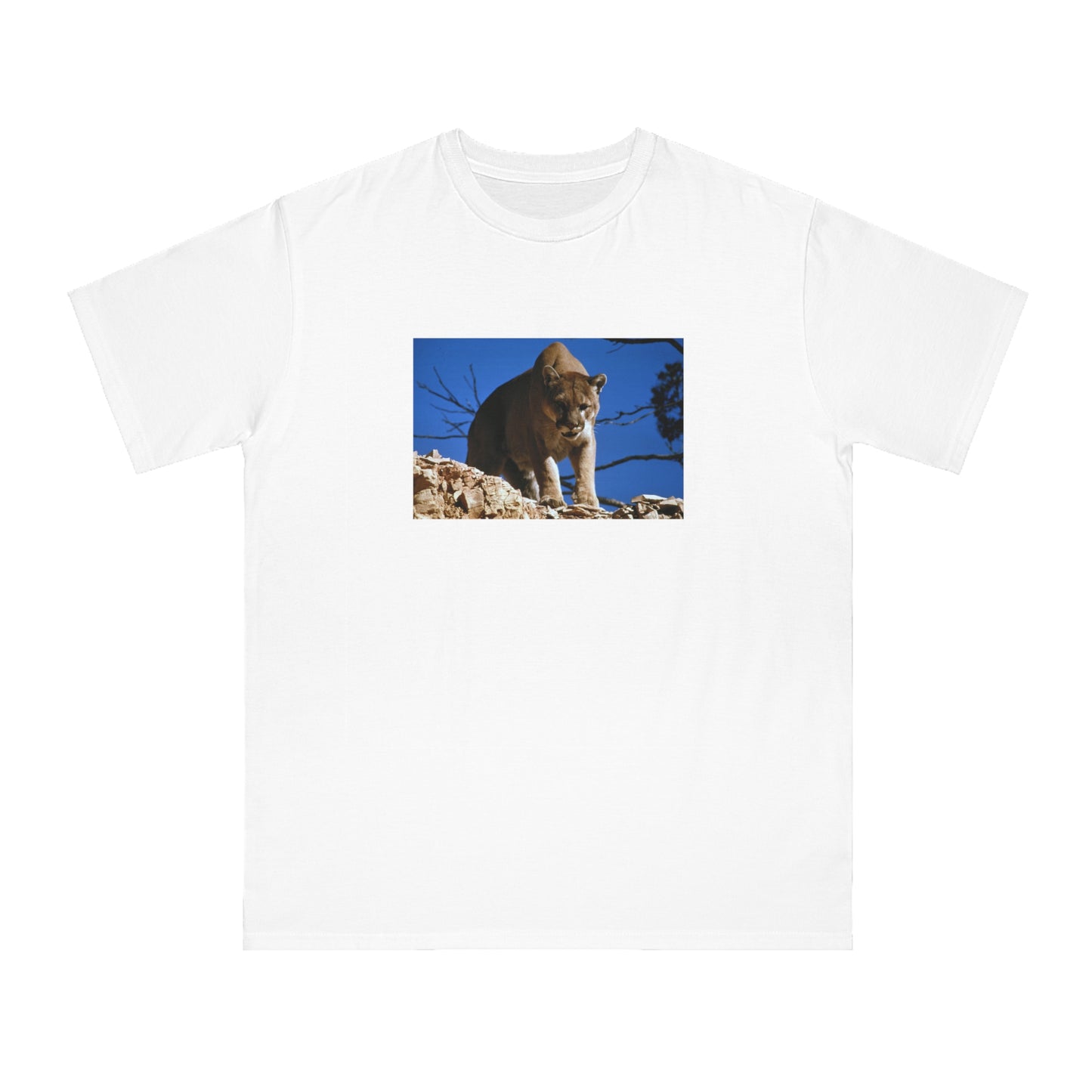 Mountain Lion