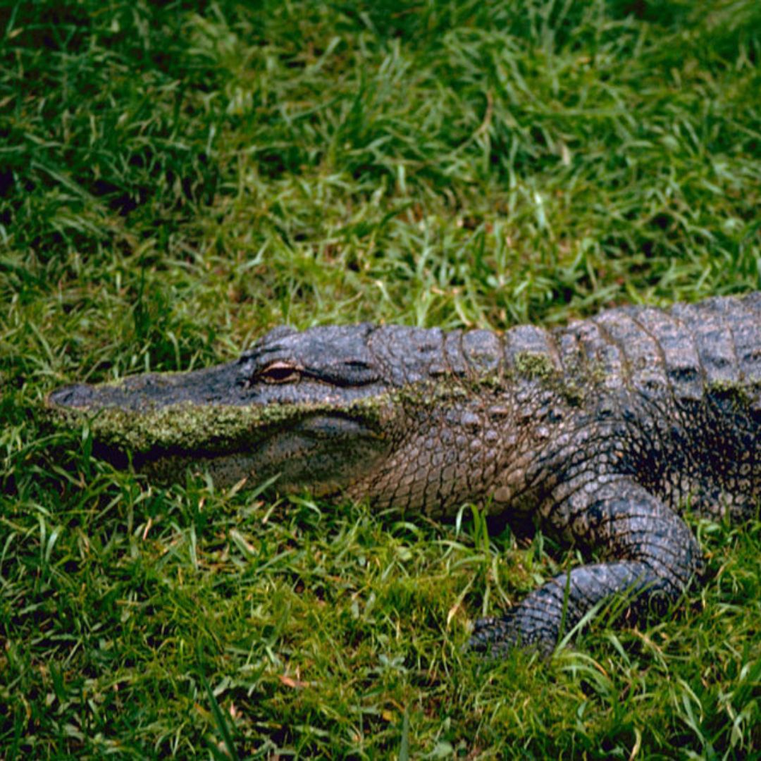 Alligator
