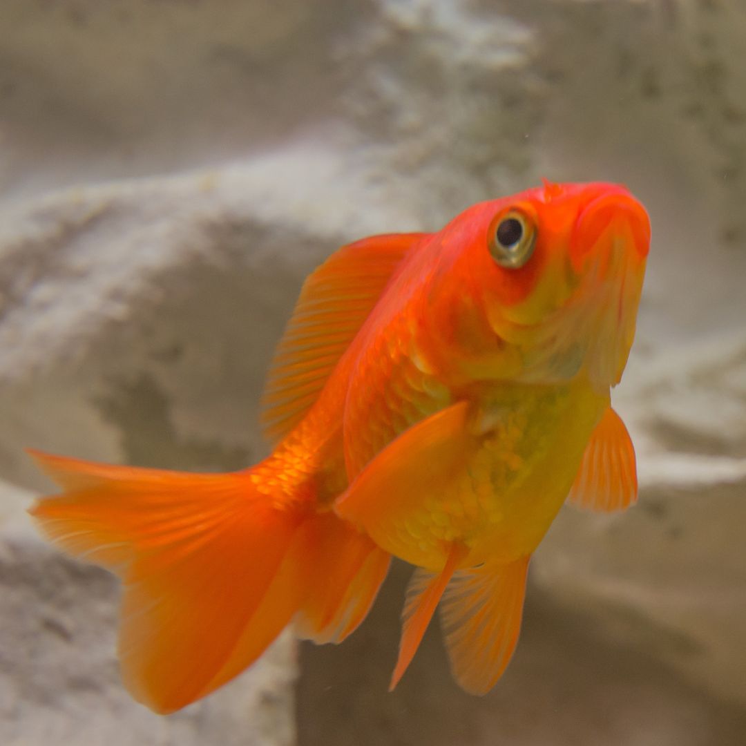 Goldfish