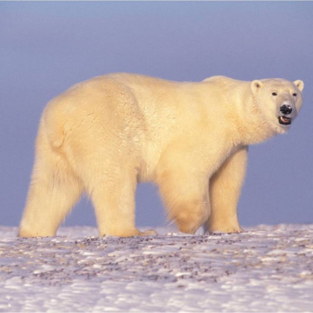 Polar Bear