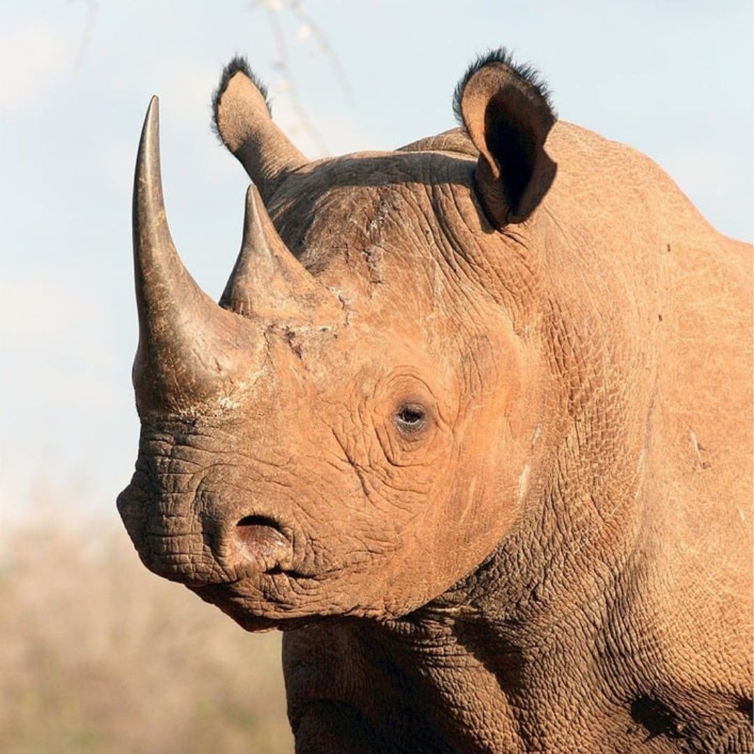 Rhino