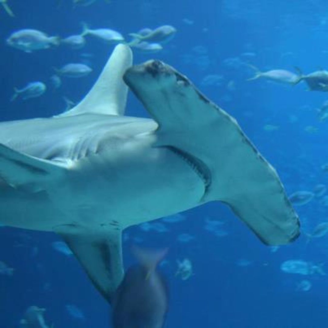 Hammerhead Shark
