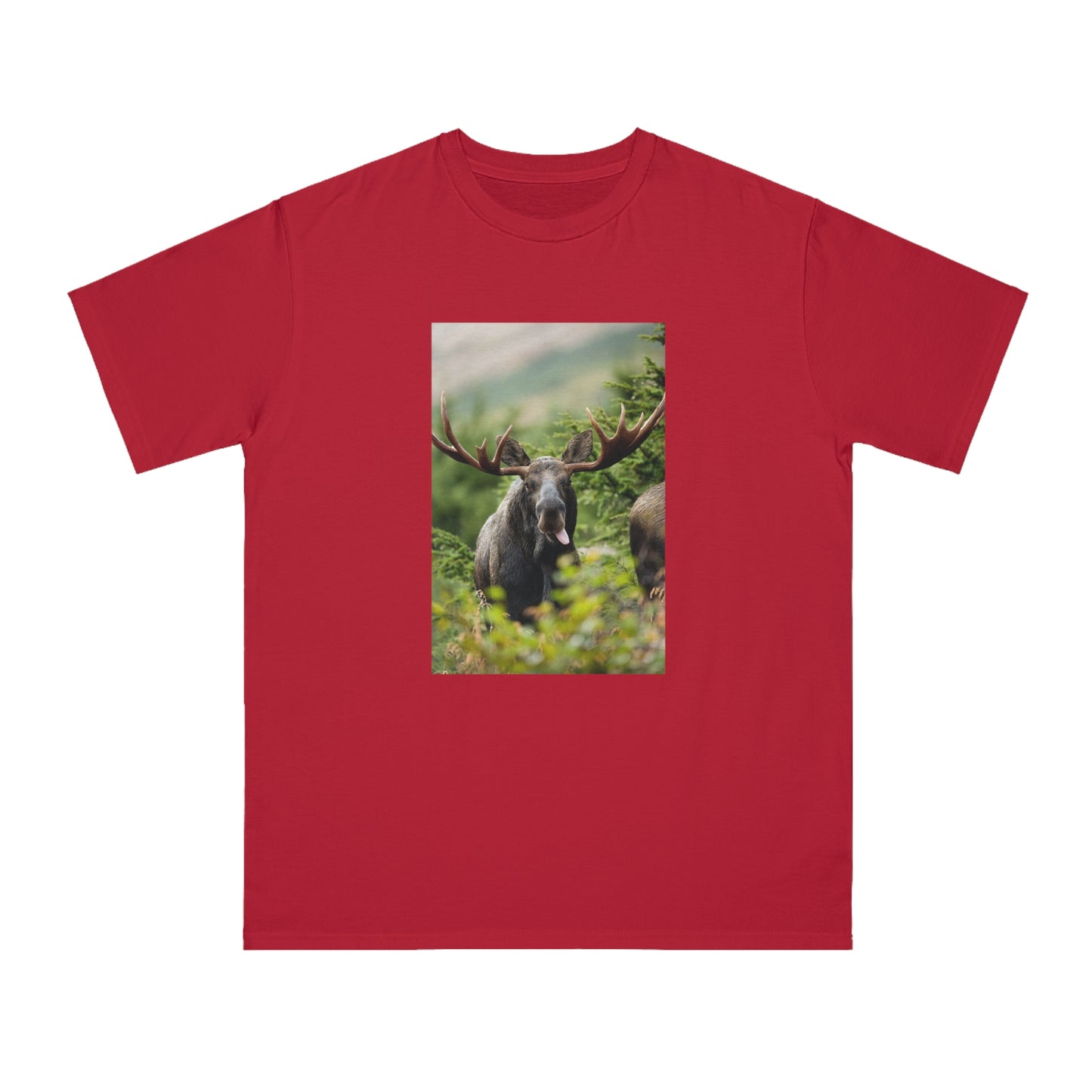 Moose