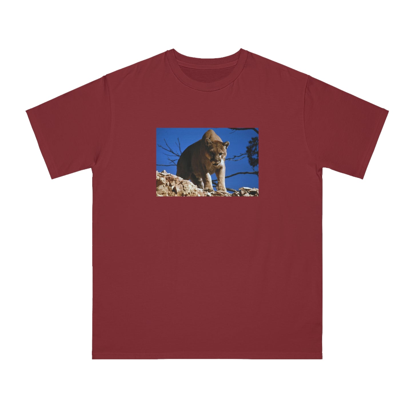 Mountain Lion