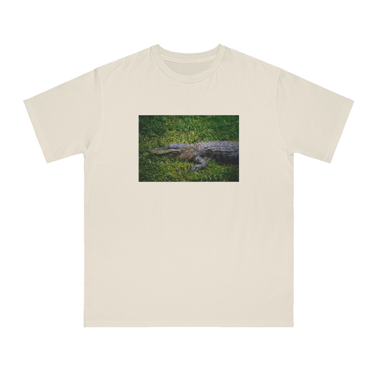 Alligator