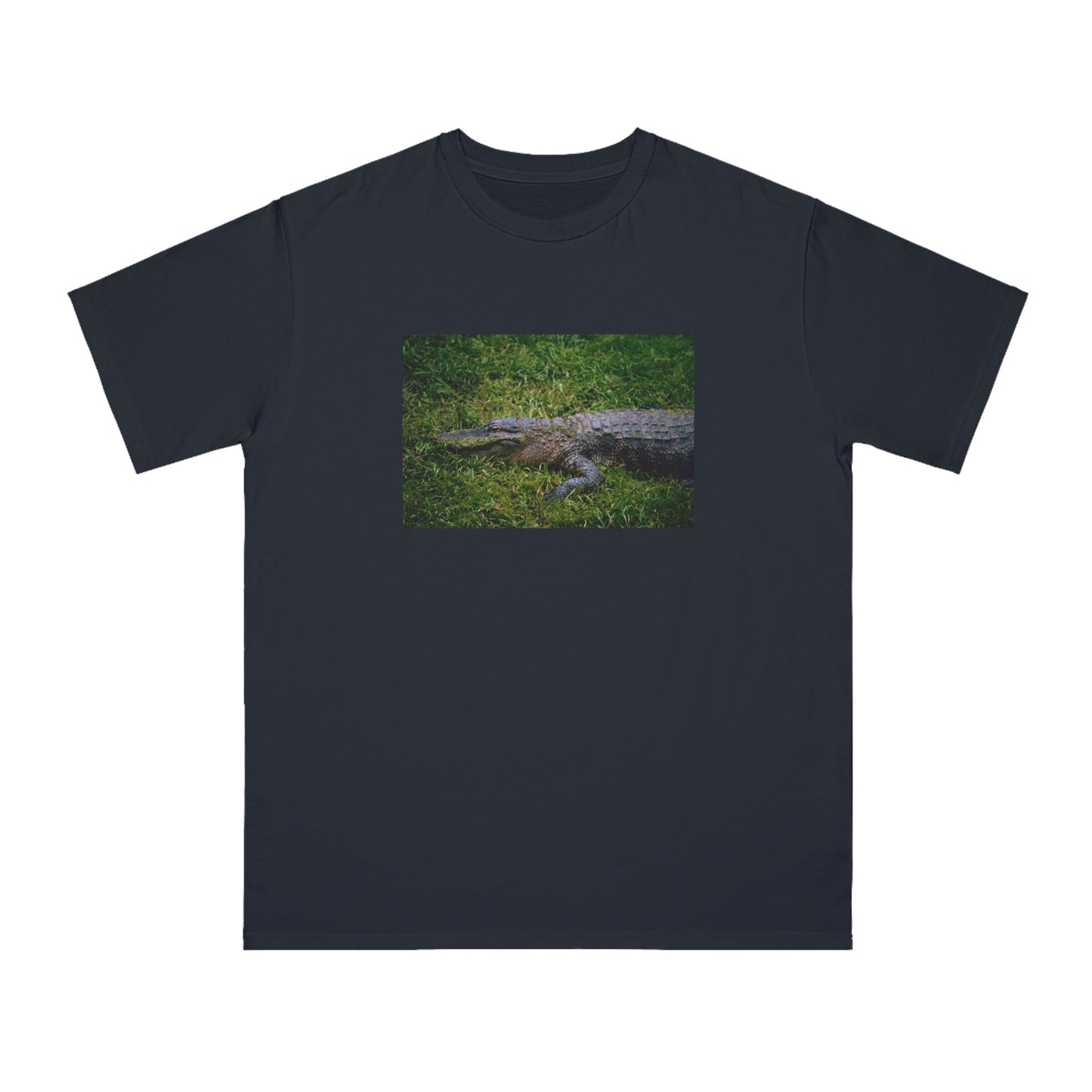 Alligator