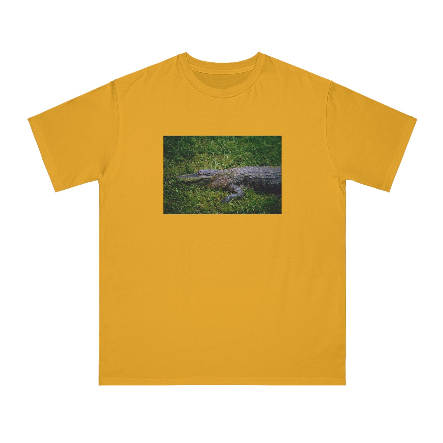 Alligator