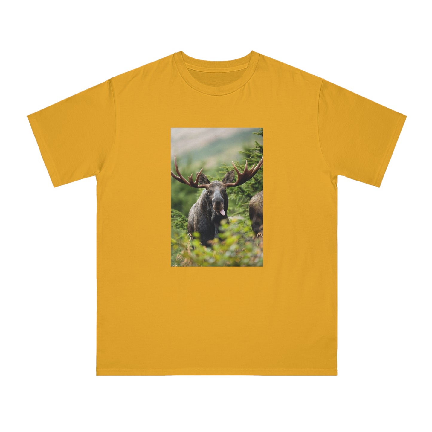 Moose