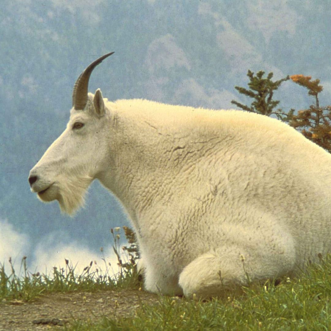 Goat