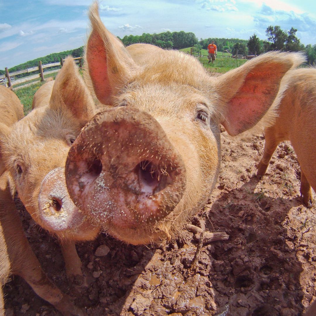 Pig