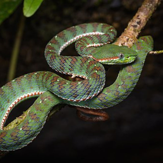 Snake
