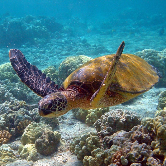 Sea Turtle