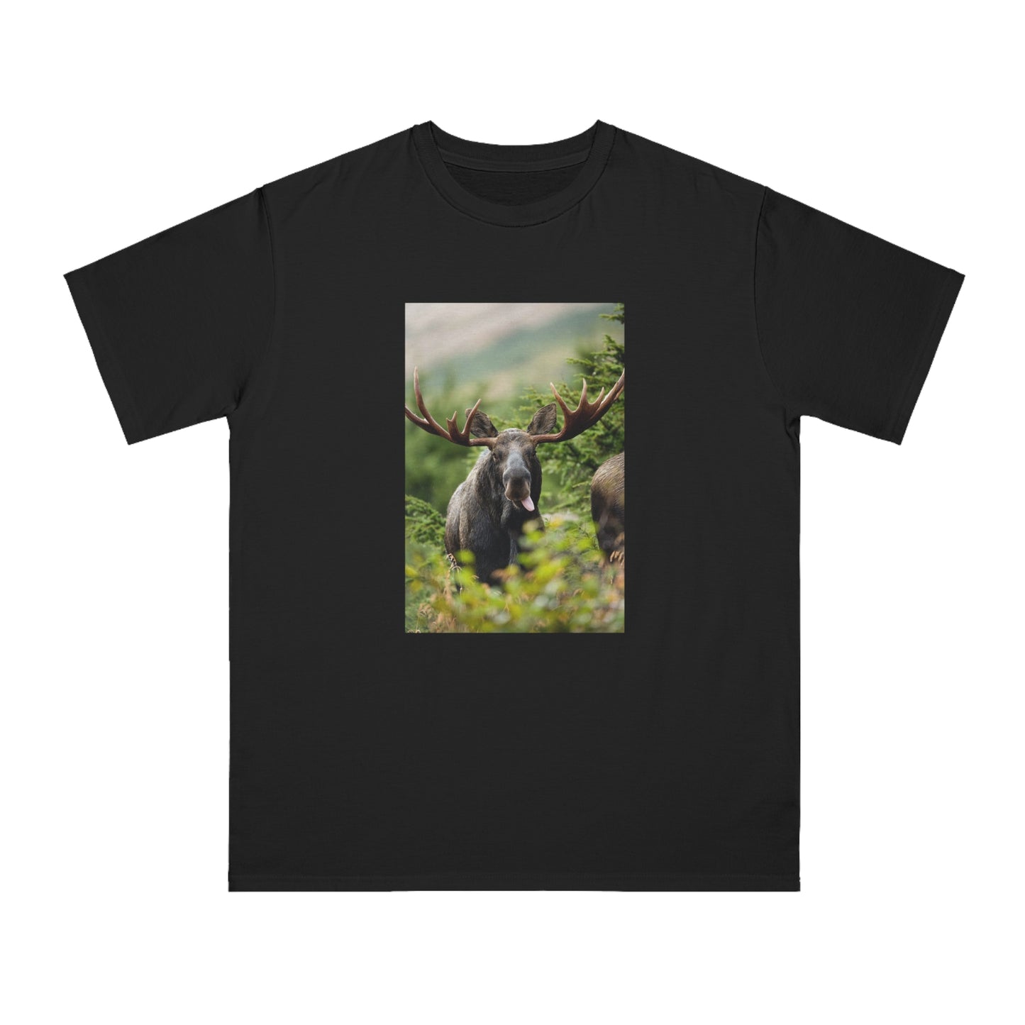Moose