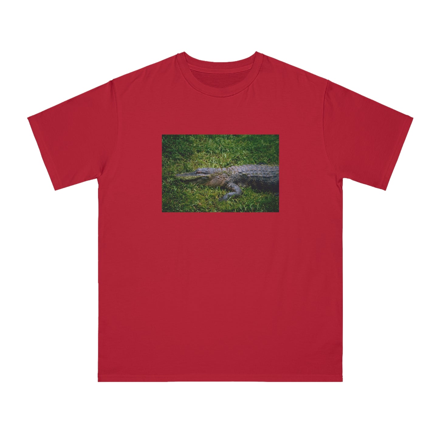 Alligator