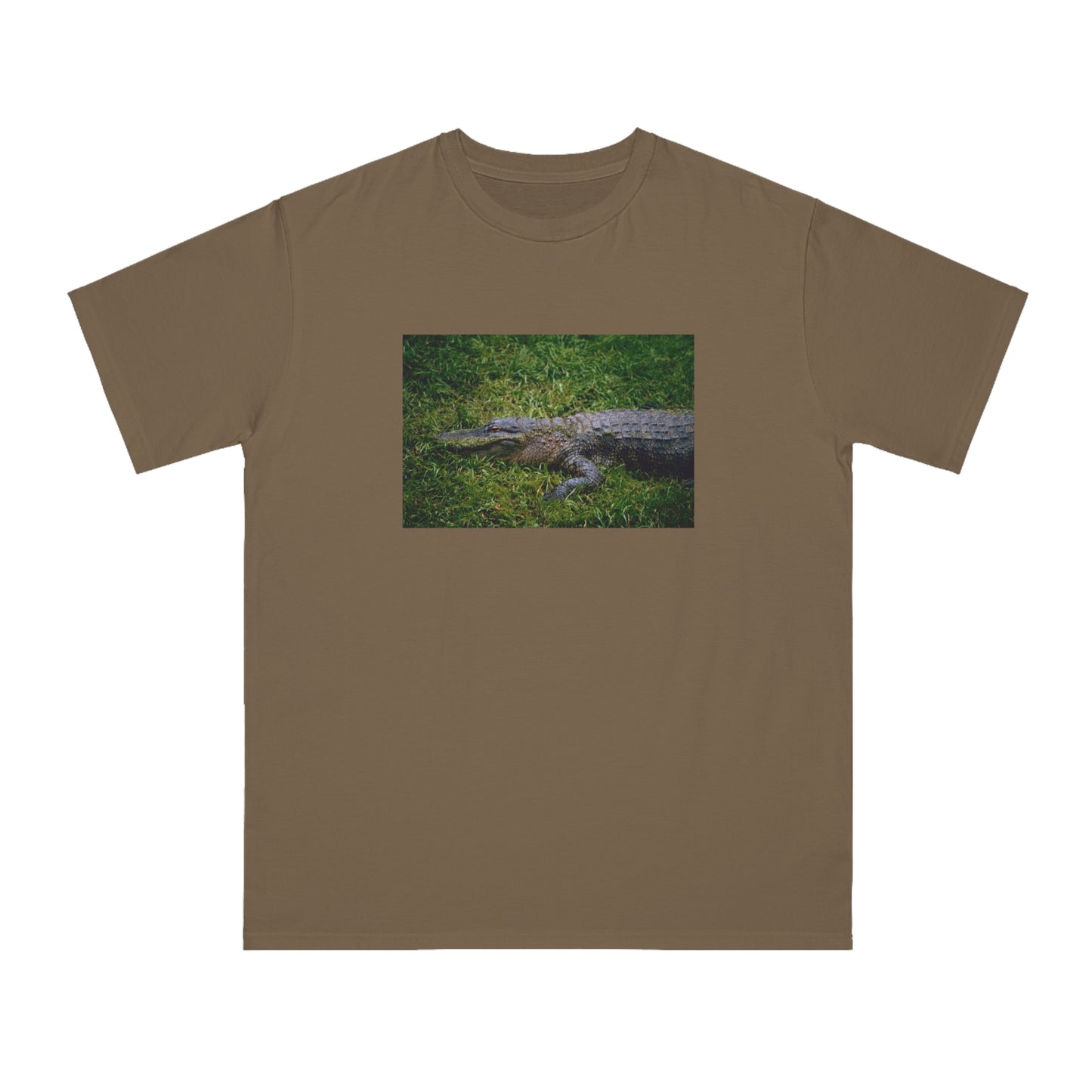 Alligator