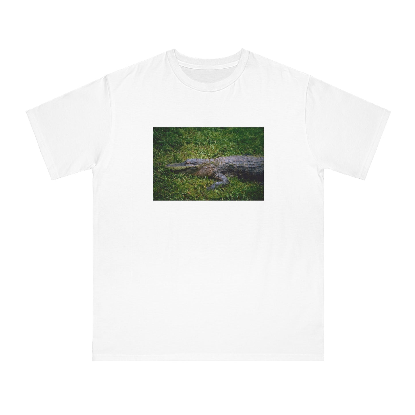 Alligator